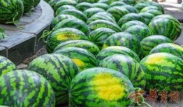 学校新瓜最新爆料江苏,揭秘校园风云背后的真相！”